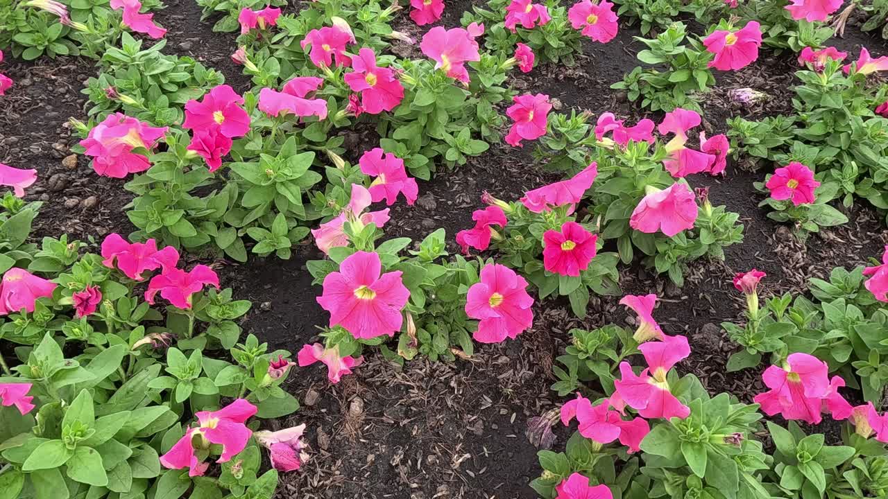 el lapso de tiempo de las flores que florecen a la luz del sol.
