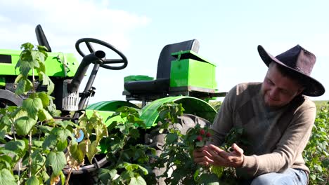 a male agronomist inspects the harvest of ripe raspberries holding raspberries in his hands a male agronomist inspects the harvest of ripe raspberries holding raspberries in his hands in summer raspberry bushes grow in the garden the concept of gardening