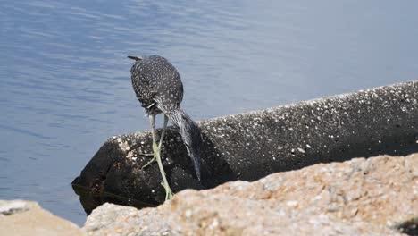 juvenile yellow crowned night heron tries to balance on rocks to attempt to catch fish