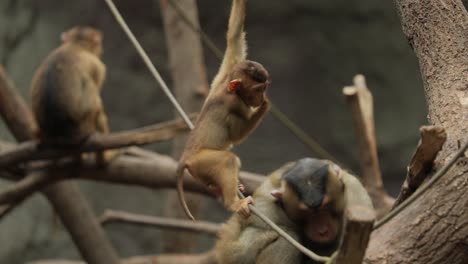 playful baby monkey swinging on a rope and sucking thumb