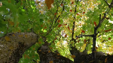 Animation-of-multiple-leaves-falling-over-green-forest