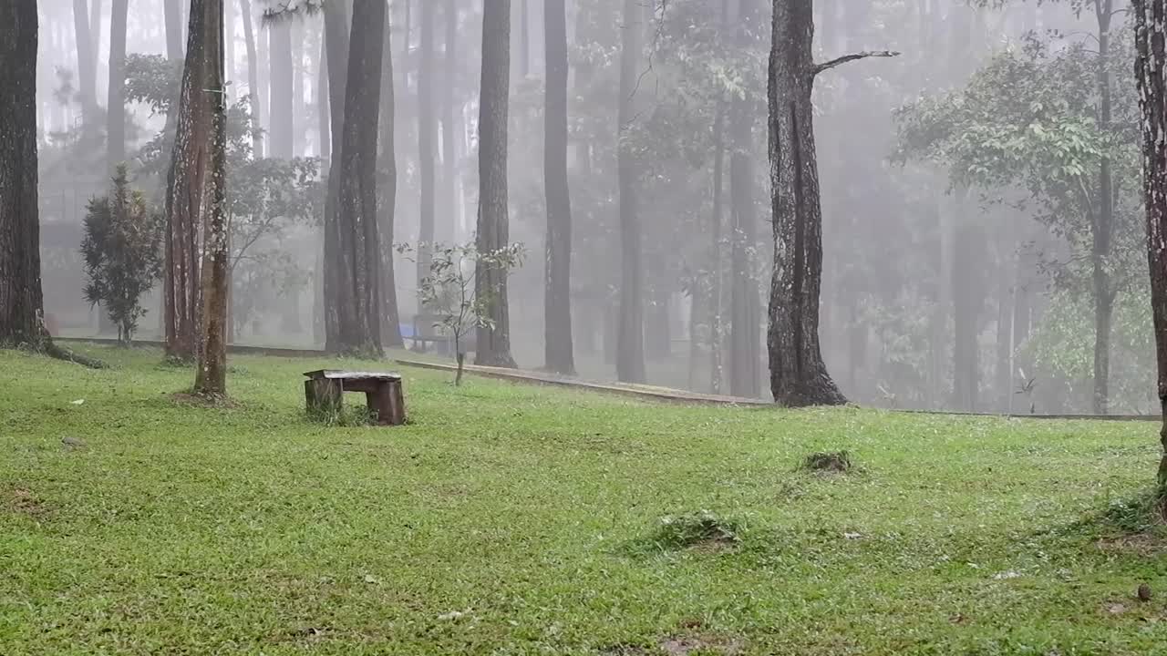 생생한 색상과 아름다운 녹색 가을 잔디가 있는 어두운 분위기의 안개 낀 숲길, 폭우와 멋진 소나무가 우뚝 서 있고 디자인에 완벽한 중앙에 복사 공간이 있습니다.