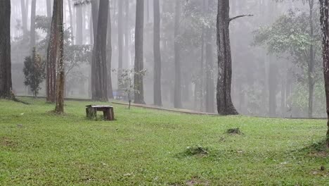 Dunkler,-Stimmungsvoller,-Nebliger-Waldweg-Mit-Leuchtenden-Farben-Und-Wunderschönem-Grünen-Herbstgras,-Begleitet-Von-Starkem-Regen-Und-Wunderschönen,-Hochstehenden-Kiefern-Und-Kopierraum-In-Der-Mitte,-Perfekt-Für-Designs