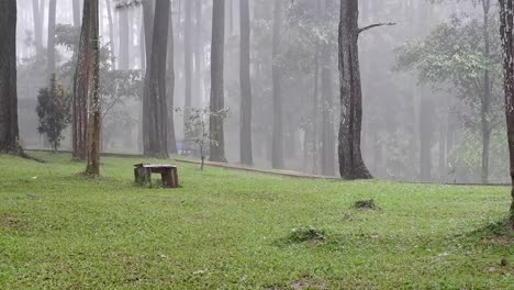 dark moody misty forest path with vibrant colors and beautiful green autumn grass with accompanied by heavy rain and gorgeous pine trees standing tall and copy space in the middle perfect for designs