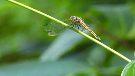 dragonfly uhd mp4 4k video ..