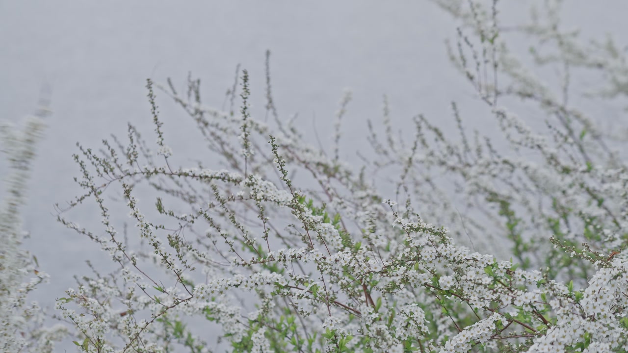 Tiny white blossoms move rhythmically in the wind, creating a soft and poetic natural motion scene in a garden setting.
