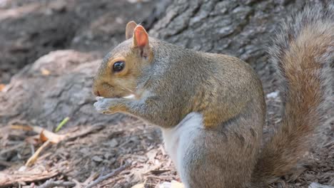 a beautiful squirrel happily chewing delicious nuts near a tree trunk