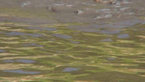 Ein-Nilpferd-Schaut-Aus-Einer-Wasserstelle-In-Afrika