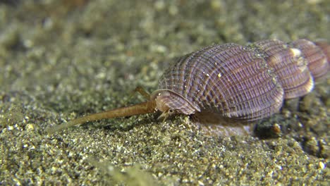 sea snail crawling over sandy bottom in the philippines