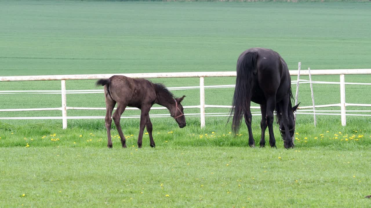 una yegua con un potro en el pasto, un caballo kladrubio negro.