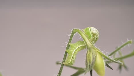 Green-caterpillar-on-a-tomato-bush.-Closeup-shot