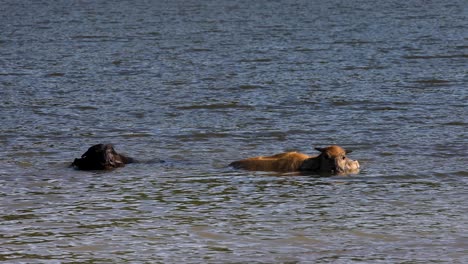 4k footage of thai cows bathing in cool water during hot summer day in thailand