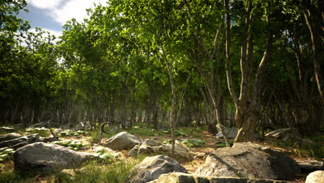 Roots-of-a-tree-in-a-misty-forest