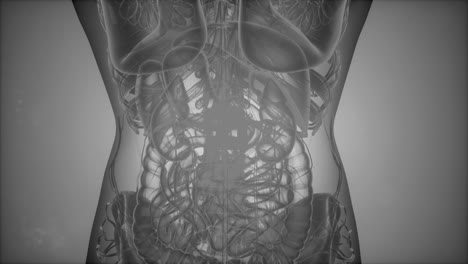 exploración de tomografía anatómica del cuerpo humano