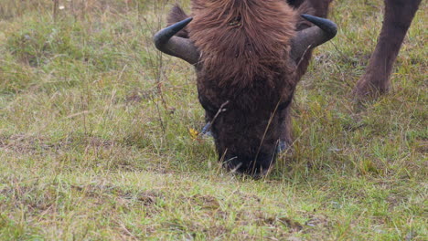 European-bison-bonasus-bull-grazing-in-a-grassy-field,Czechia