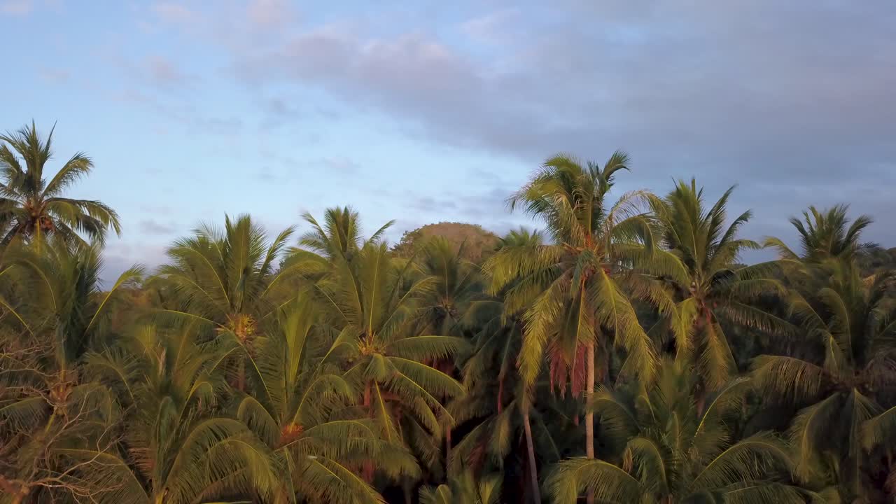 Slowly Rotating To The Left Around A Palm Tree With Golden Light From Sunset Behind The Drone. 4K