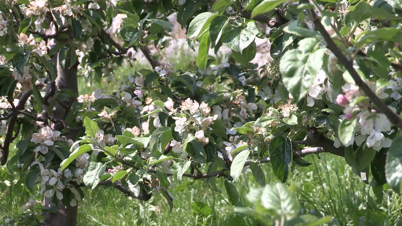 Close up of Apple plantation in a Fjord in Norway
