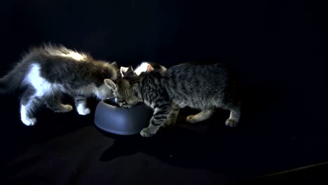 kittens eating