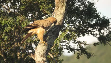 majestic tawny eagle spreads wings while perched on tree at magic hour