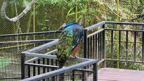 peafowl in a zoo cage