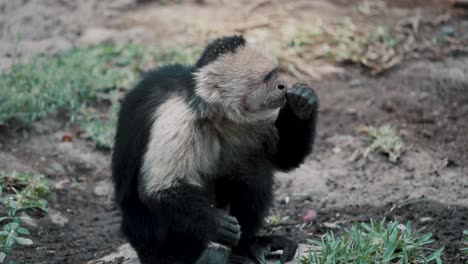 An-Adult-Capuchin-Monkey-Sitting-On-The-Ground-Resting-After-Eating-And-Scratching-Its-Tail