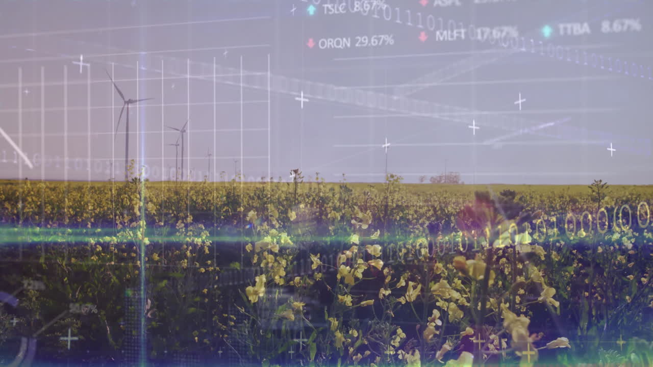 Wind turbines spinning in yellow flower field with financial data animation overlay