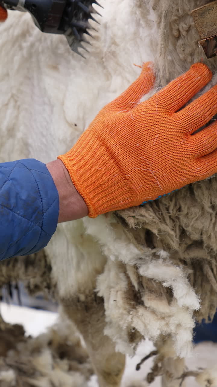 Farmer shearing wool sheep