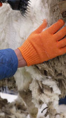 farmer shearing wool sheep