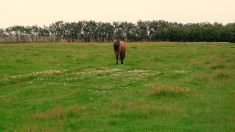 Tomas-De-Amistosos-Caballos-Islandeses-En-La-Granja