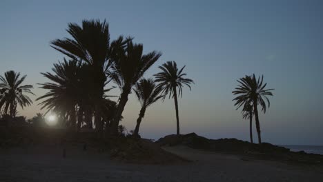 Palmensilhouette-Bei-Sonnenuntergang