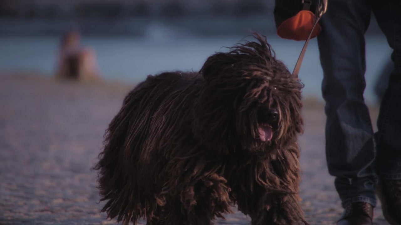 Puli Dog Walking on Leash Along Cobblestone Path
