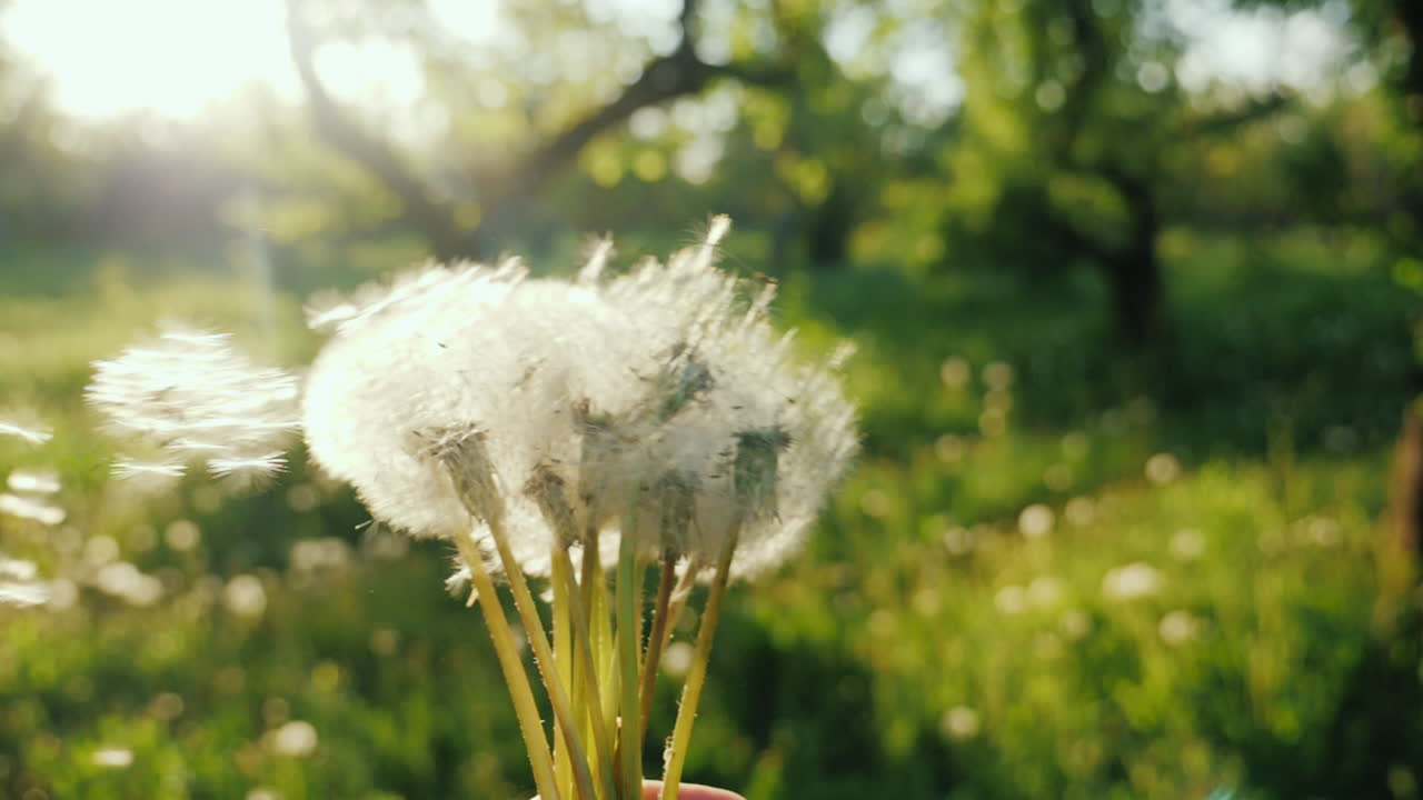 민들레와 놀다 씨앗이 바람에 날아 봄 개념을 즐기다