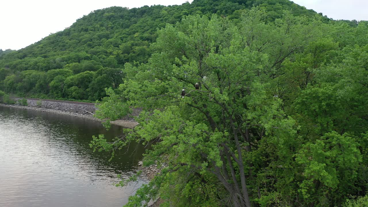 강 근처 의 나무 에 앉아 있는 머리 독수리 들