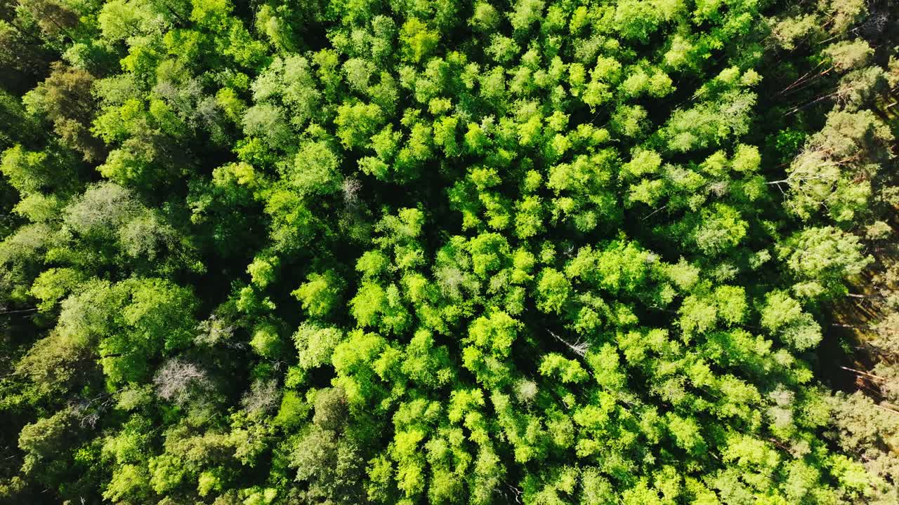 Top view of drone gliding slowly above Buļļupe wetlands near Riga, Latvia