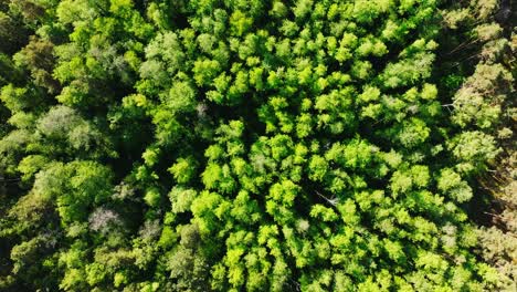 top view of drone gliding slowly above buļļupe wetlands near riga, latvia