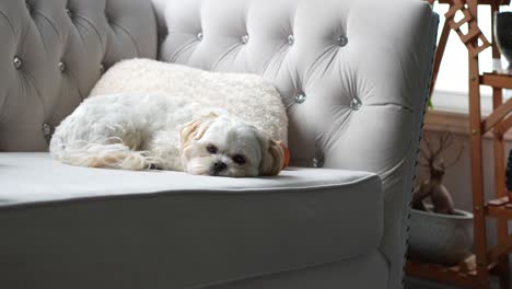 Cute-little-dog-sitting-on-the-couch-trying-to-sleep