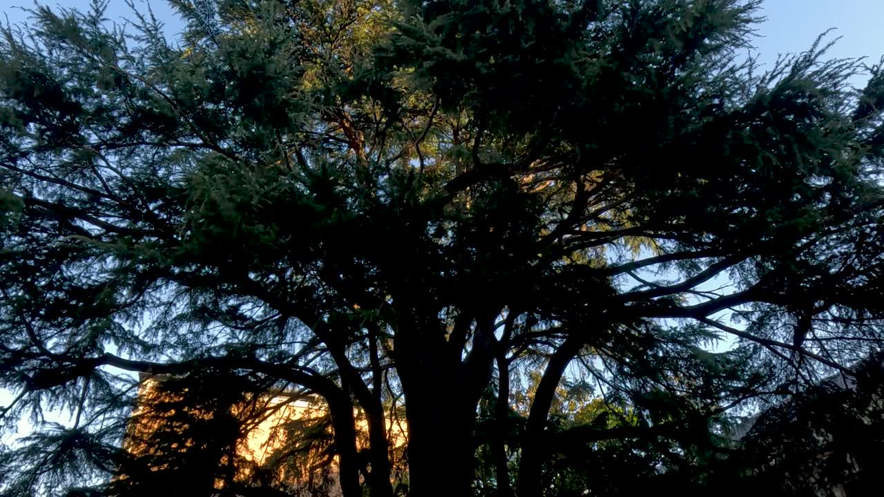 멜버른 대학교의 나무와 주변