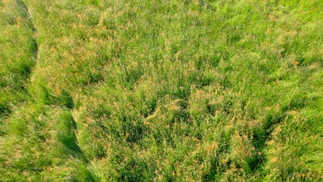 vibrant green meadow on sunny day, low angle aerial drone view