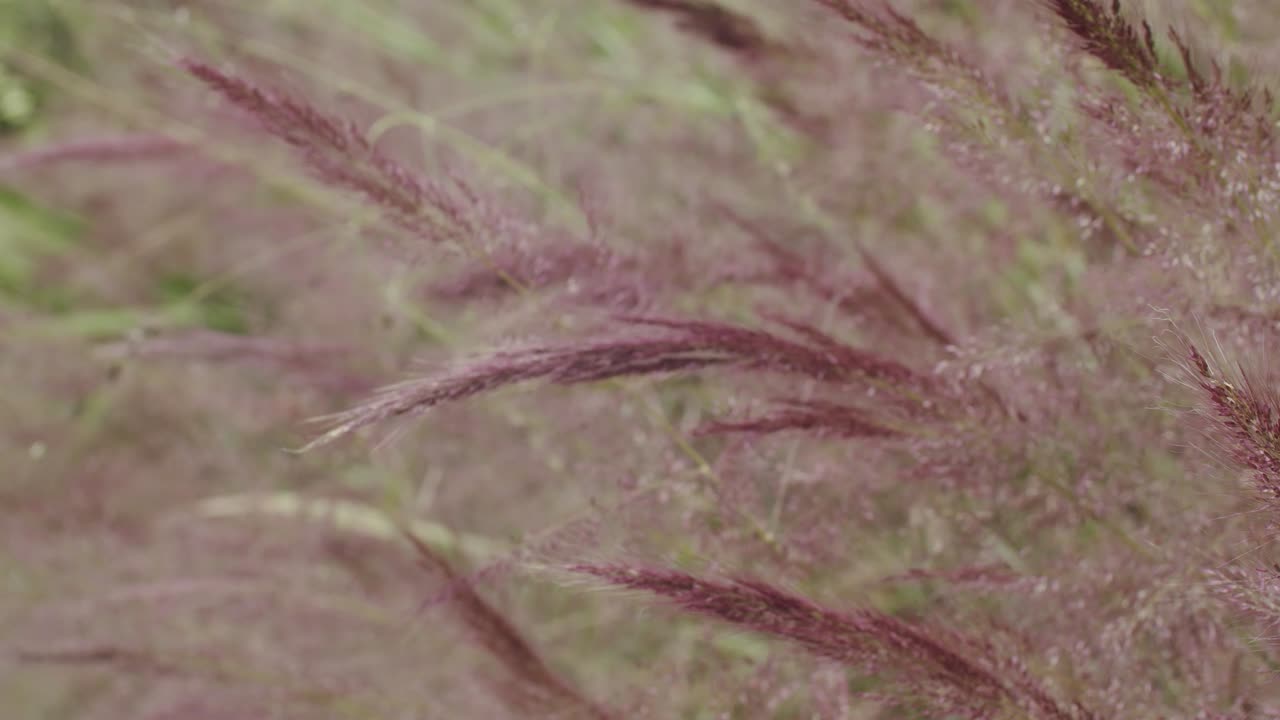 꽃을 가지고 노는 정원사