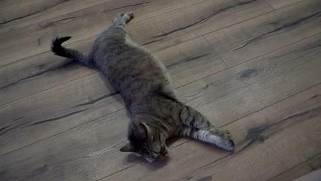 laminate. the cat lies on the laminate