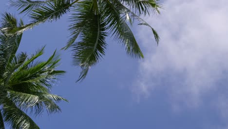stunning view looking up at palm trees against blue sky with copyspace