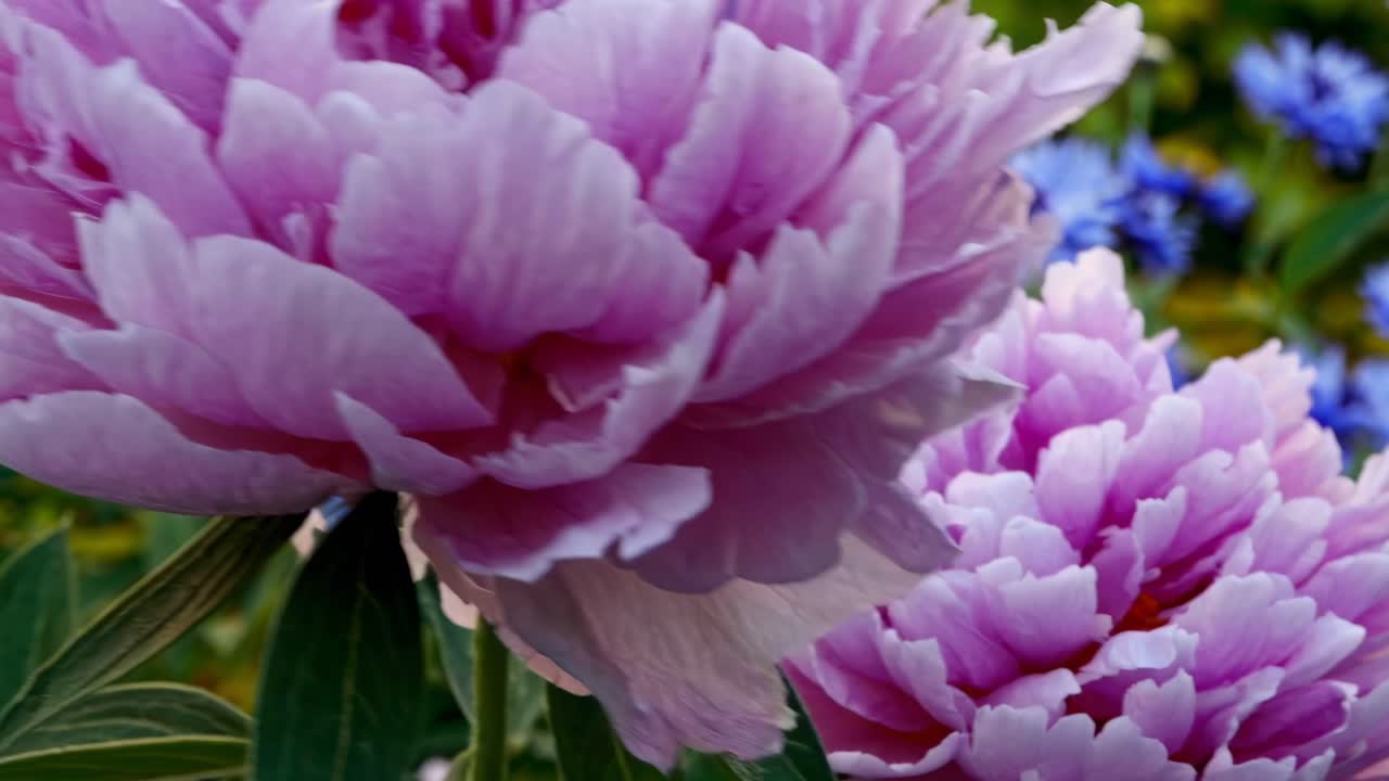 Vidéo vibrante en gros plan de fleurs bleues avec une perspective en contre-plongée, capturant la verdure luxuriante