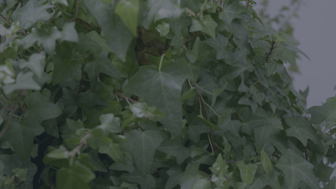 A close-up shot of lush green ivy leaves rustling in a gentle breeze.