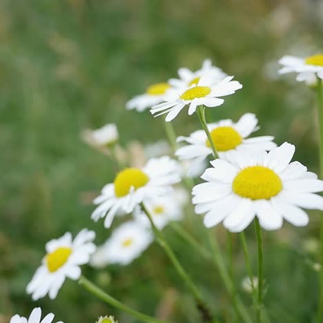 daisy flowers dancing in the wind slow motion