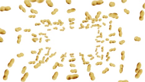 flying many peanuts on white background. raw peanuts. groundnuts in shells. healthy organic food. 3d loop animation of seed rotating.