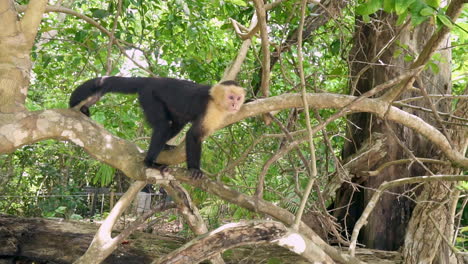 Weißköpfiger-Kapuzineraffen-In-Einem-Dschungelbaum-In-Costa-Rica,-Zeitlupe