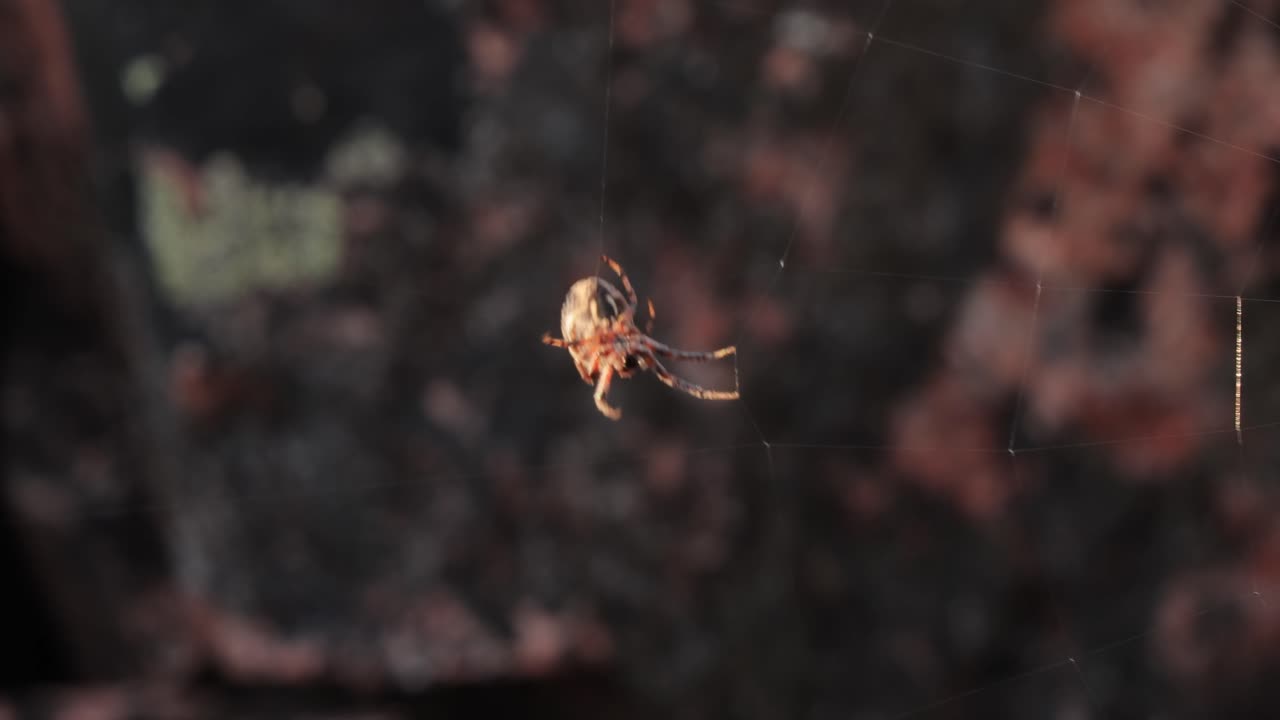 araña en una telaraña en primer plano esperando a la futura víctima