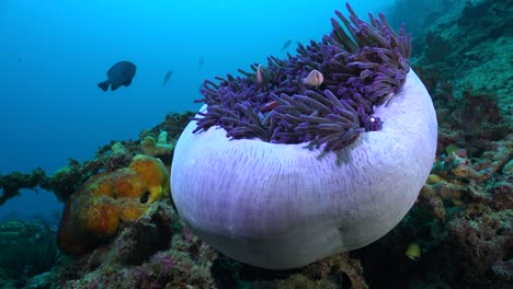 pink skunk anemonefishes swimming in closed sea anemone on tropical coral reef with blue ocean as background