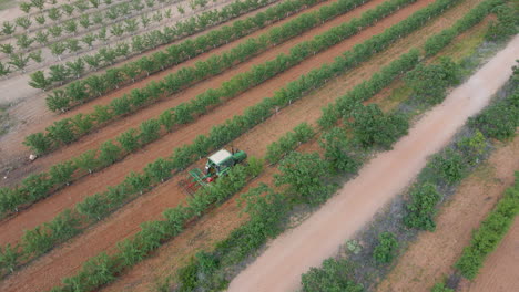 Aerial-view-of-truck-working-in-a-field-of-plum-trees