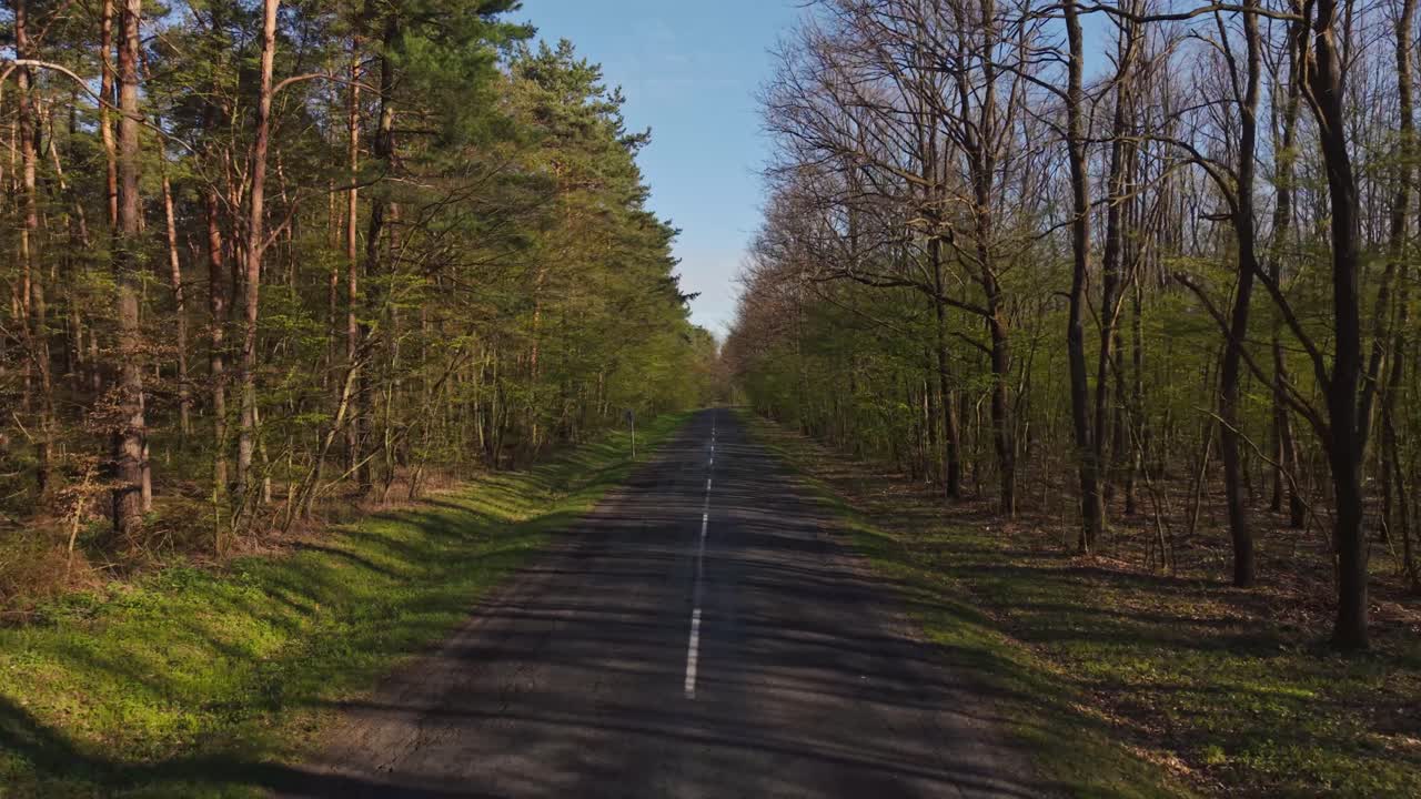 En lige asfaltvej strækker sig gennem en tæt skov og skaber en stærk følelse af perspektiv og symmetri